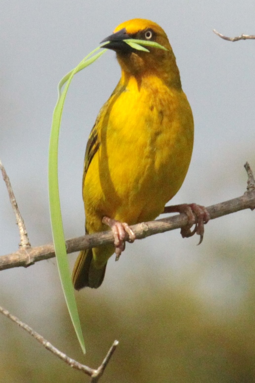 yellow bird